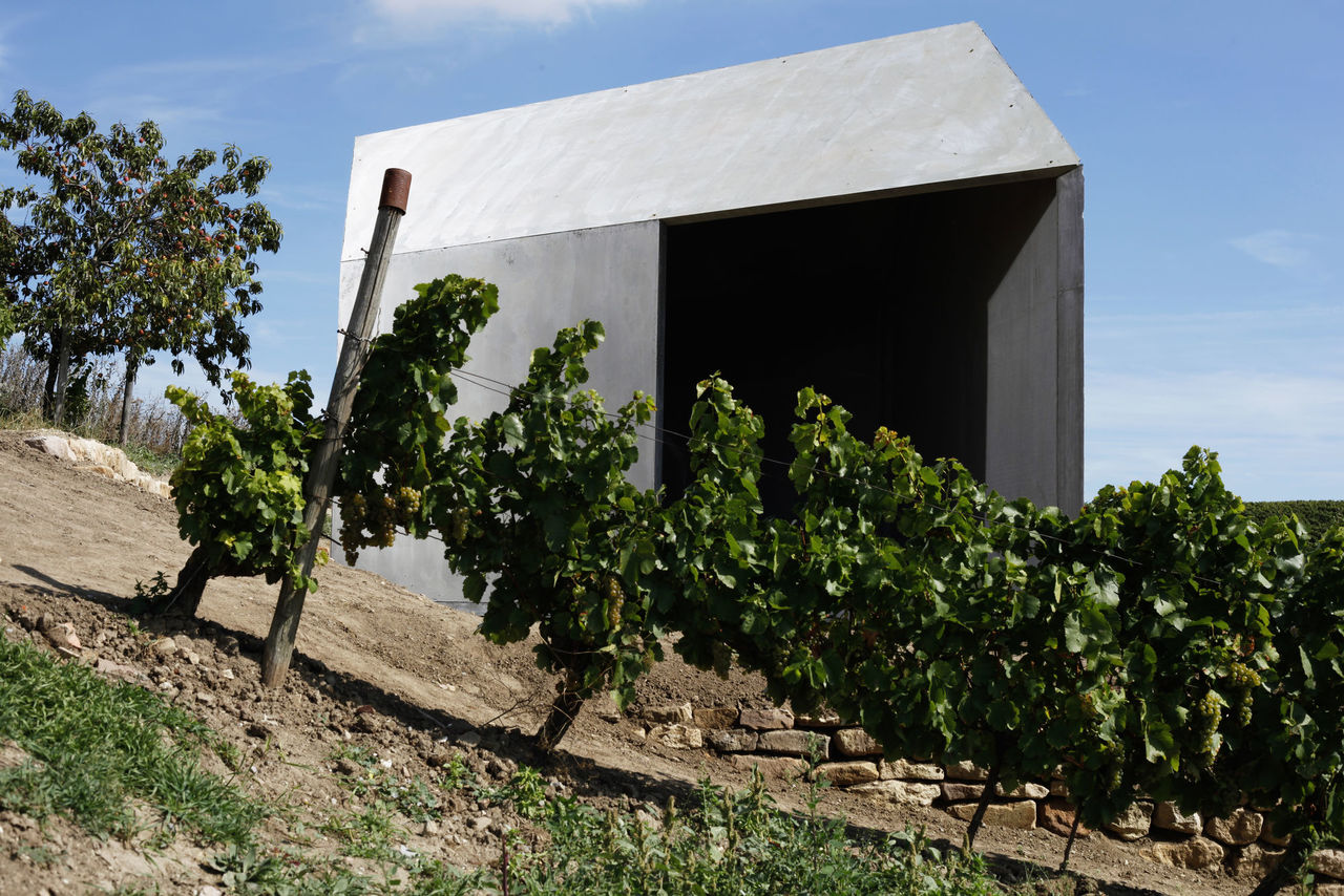 Foto: Blick auf das zwischen den Weinreben liegende Weinbergshaus.