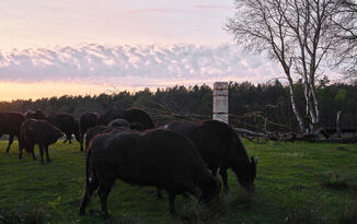 Foto: David Schreyer , Schreyer, David Architekturbild, Wörgl Kranichwoog mit Büffel