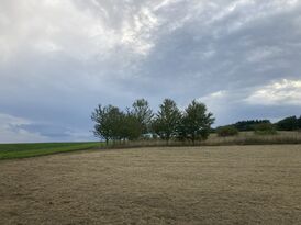 Wildkirsche, landschaftsbildprägende Baumreihe