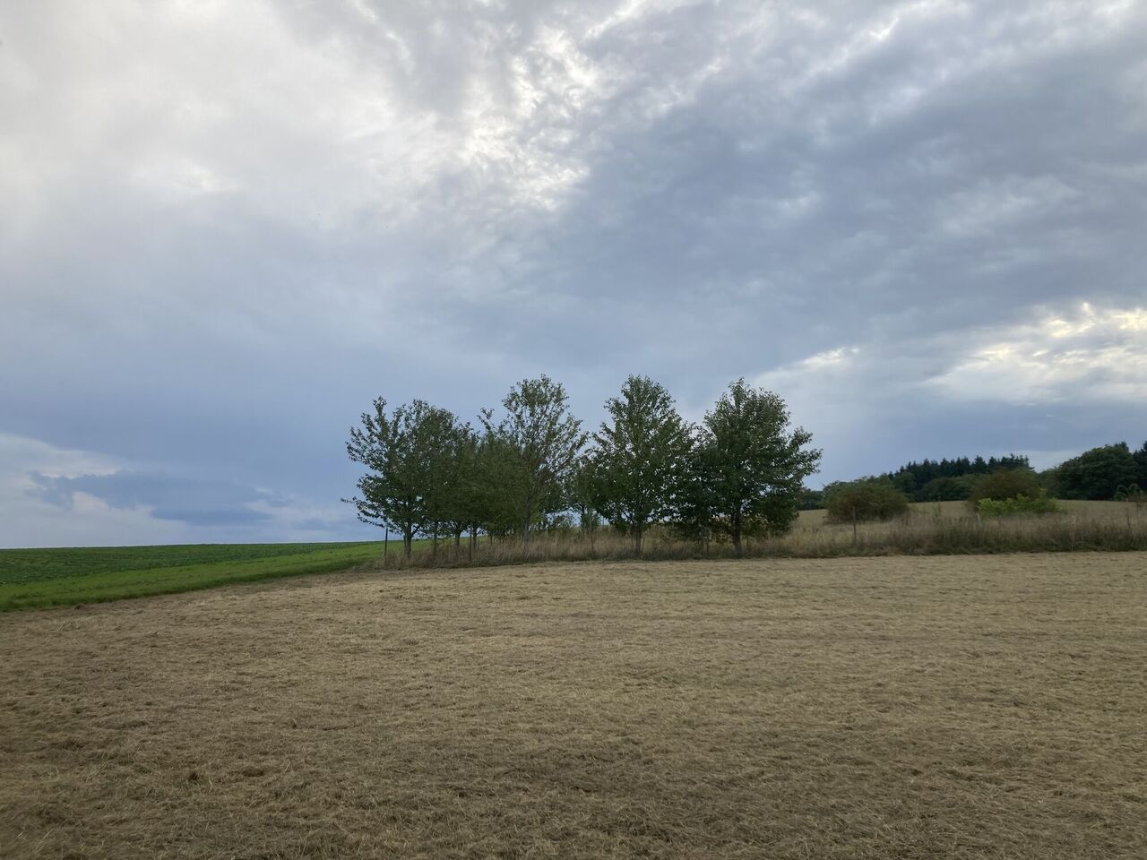 Wildkirsche, landschaftsbildprägende Baumreihe