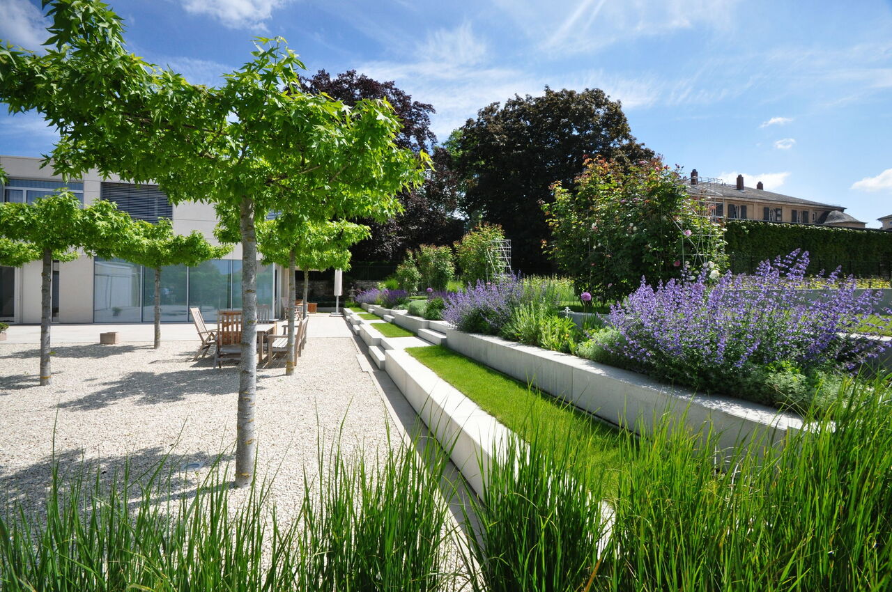 Terrassierte Wiese mit Lavendel rechts von einem von dünnen Bäumen beschatteten Kiesbeet.