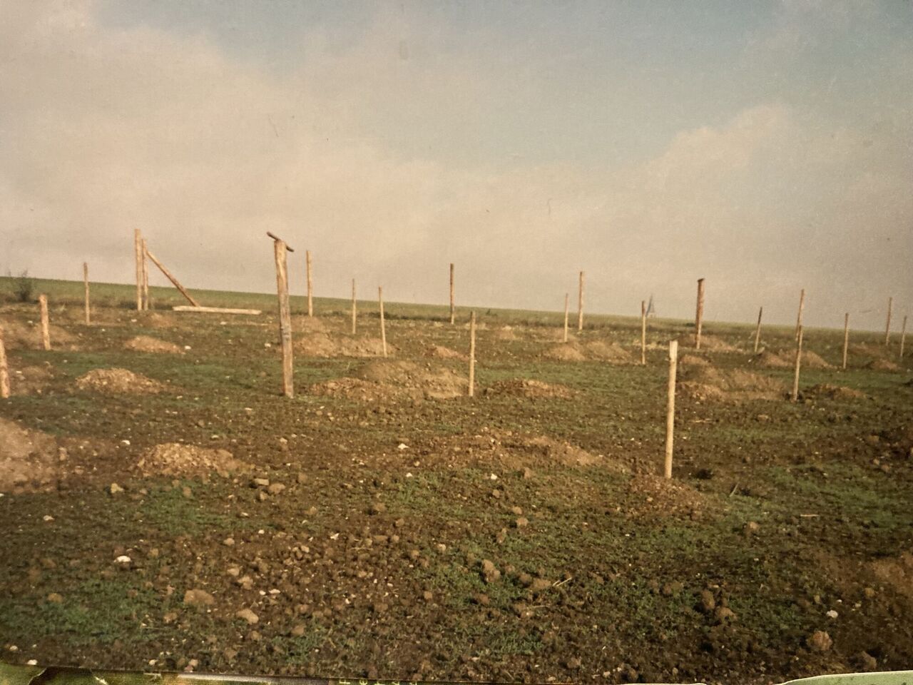 Septemper 1991, erste Baumpflanzung