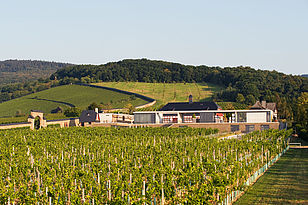 Blick über Weinberge auf die Anlage am Steinberg