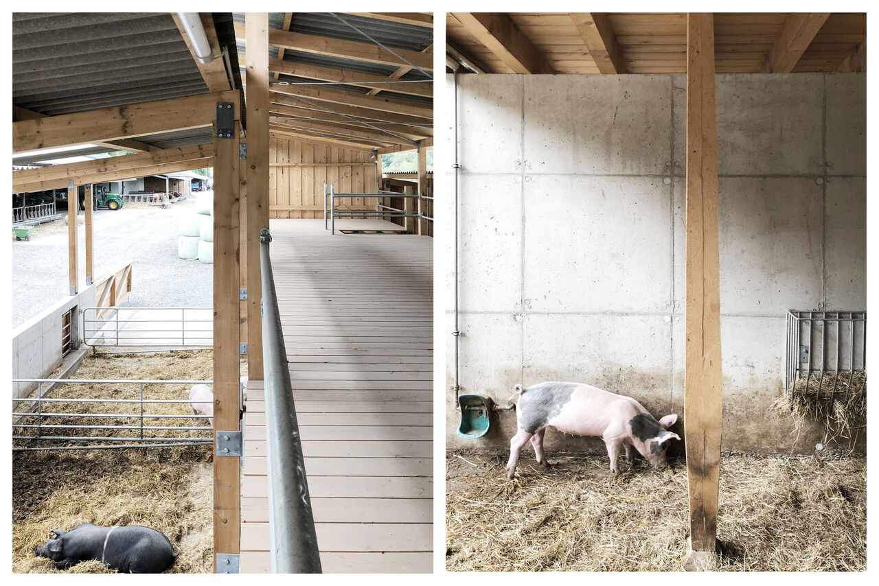 Foto: Max und Jakob Giese, Gehlert - Deutschland Neubau Schweinestall - Auslauf und Reibebaum
