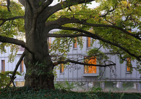 Foto: Eibe Sönnecken, Eibe Fotografie, Darmstadt Baum und Fassade