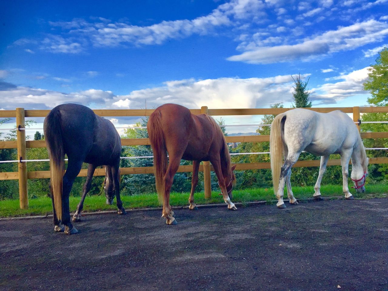 Pferde auf Terrasse