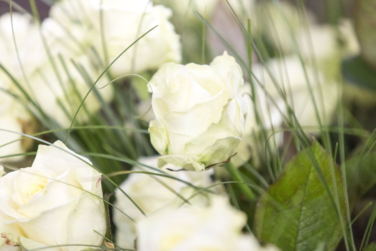 Für alle nominierten Teilnehmer gab es Blumen.