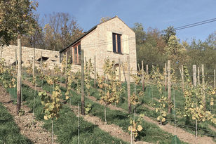 Weinbergterrassse an der Unstrut (2017)